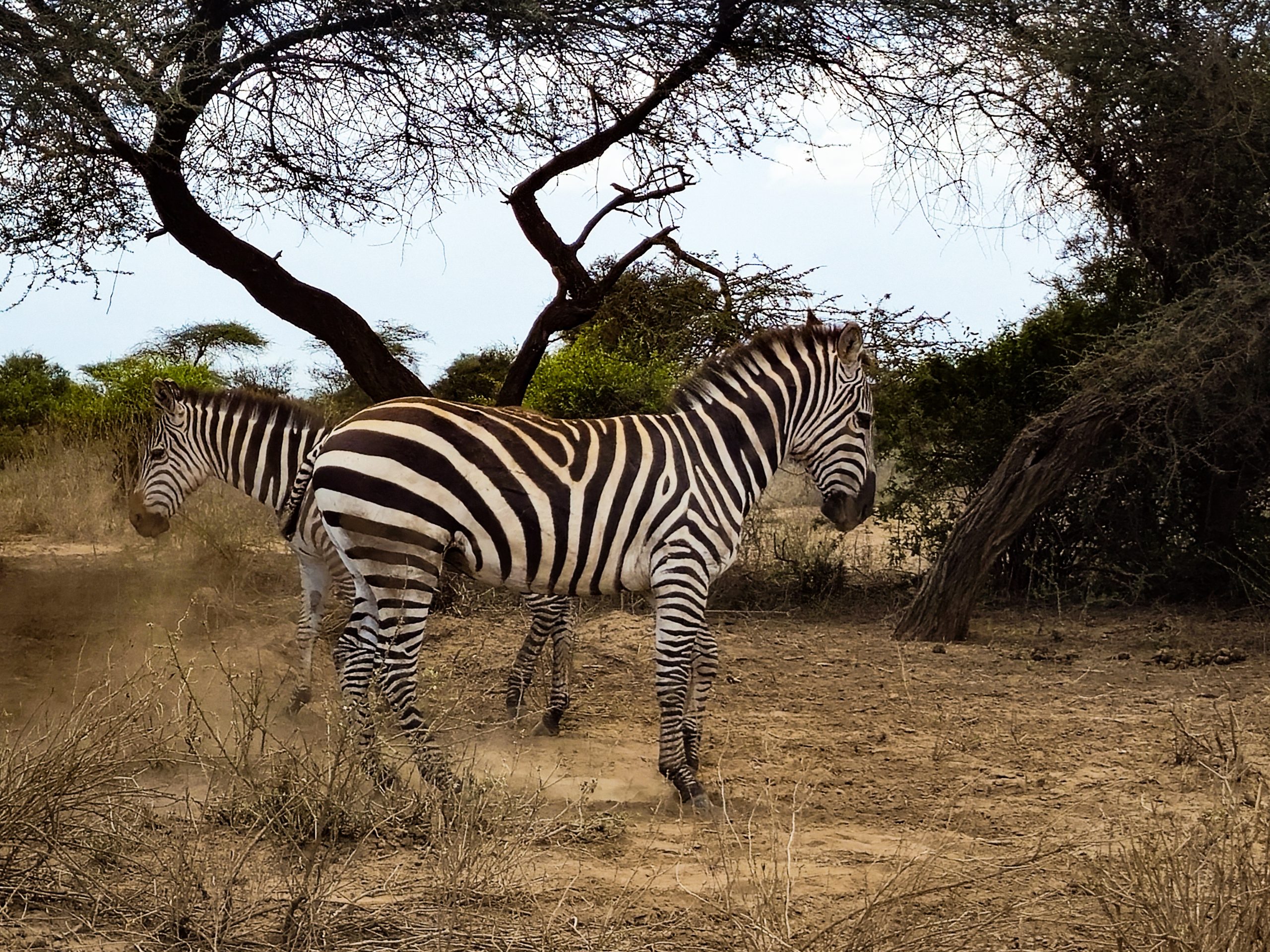 Amboseli Safari Club - Various-123837
