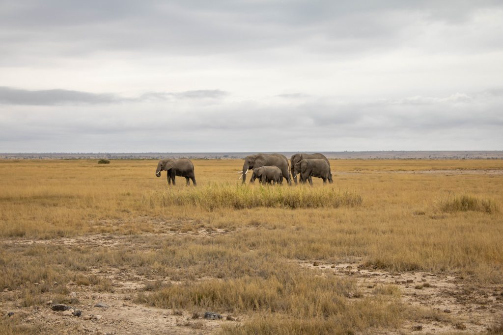Herd of African elephants, including a young calf, walking across open golden grasslands in Amboseli National Park.