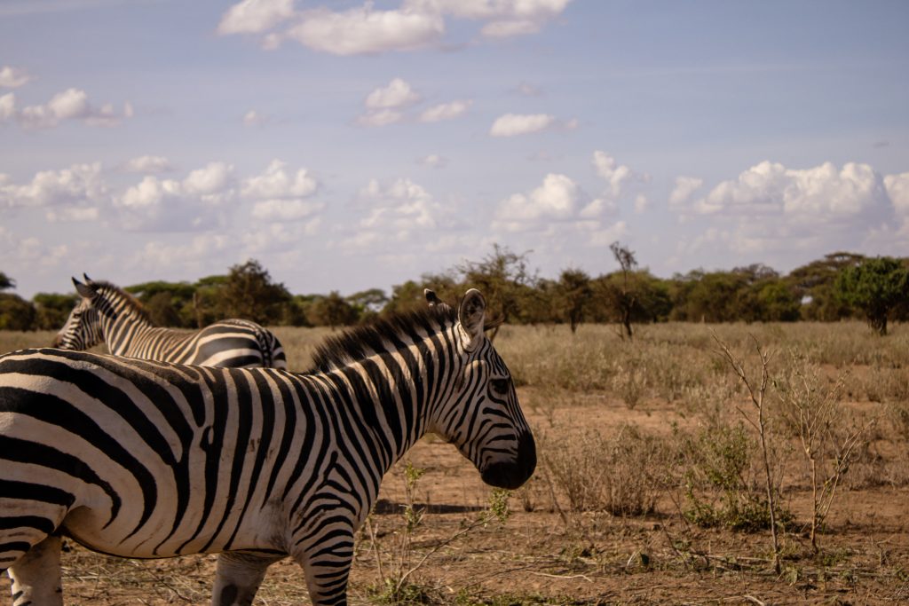 Zebras grazing on the open lodge grounds under a clear blue sky.