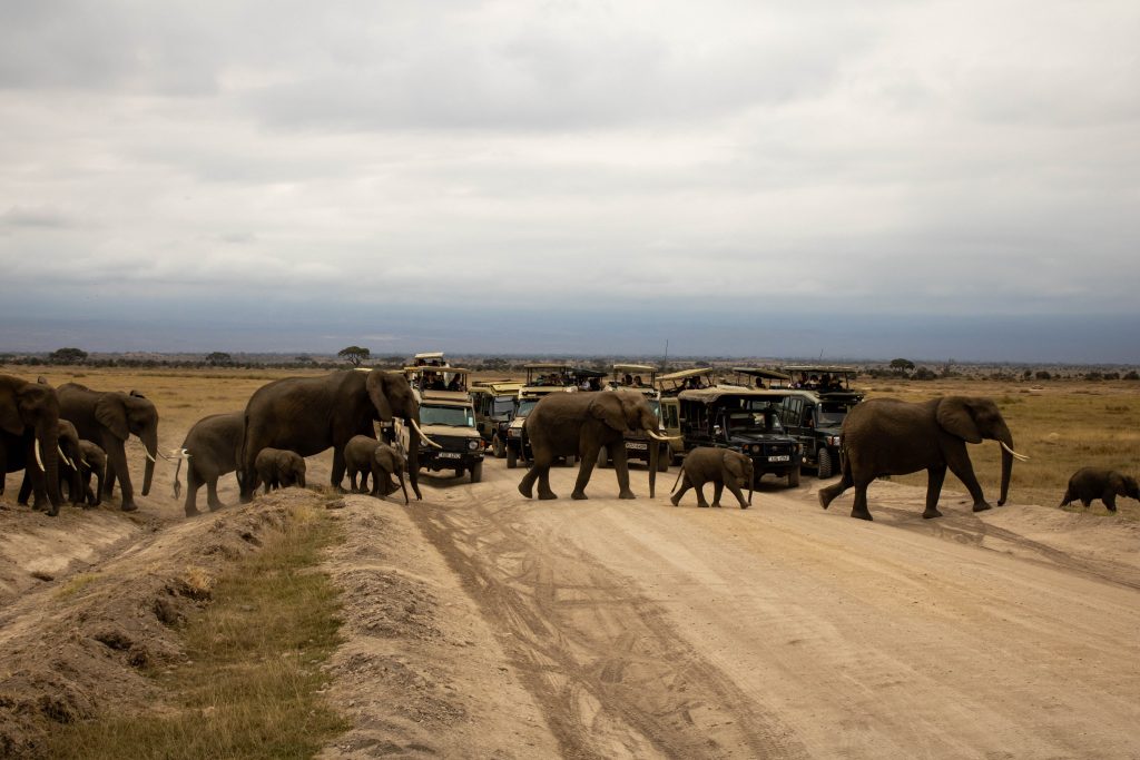 Herd of African elephants and calves crossing a dirt road in Amboseli National Park, with safari vehicles nearby during a game drive.