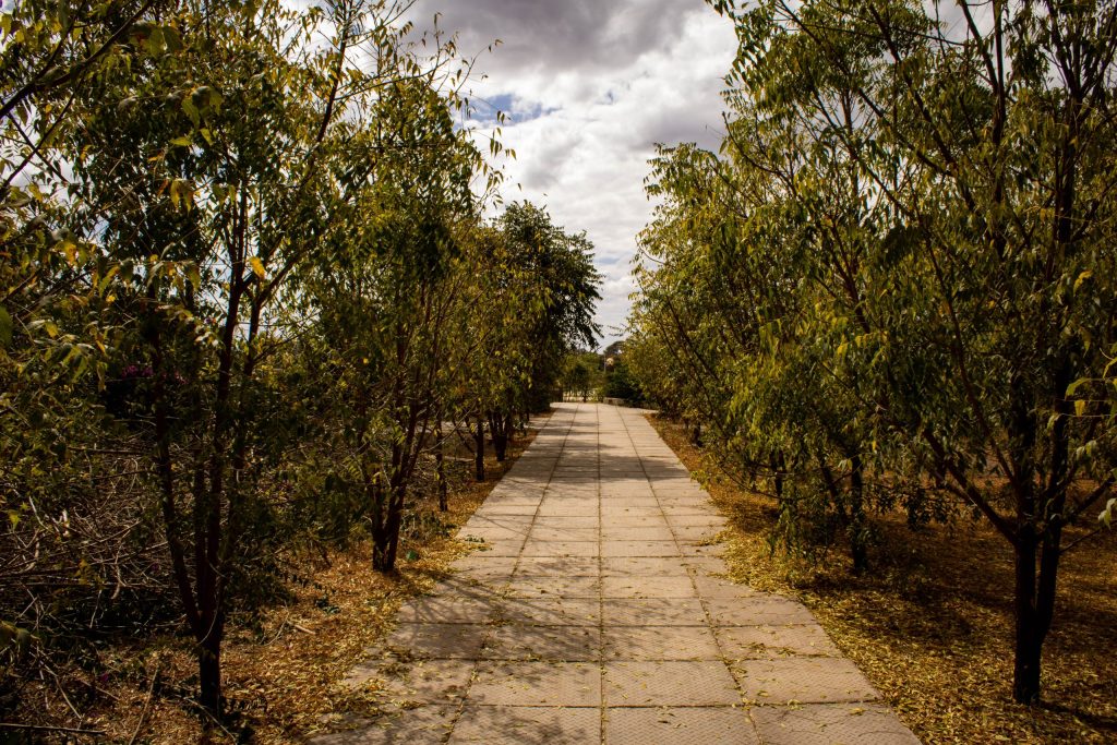 Stone paved walkway lined with lush green trees creating a peaceful garden path through the lodge grounds.