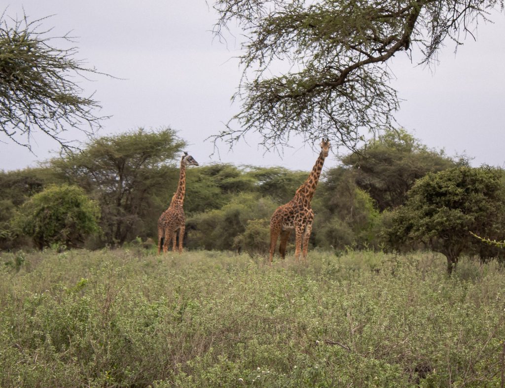 Two Maasai giraffes browsing among acacia trees and green foliage near the lodge grounds.