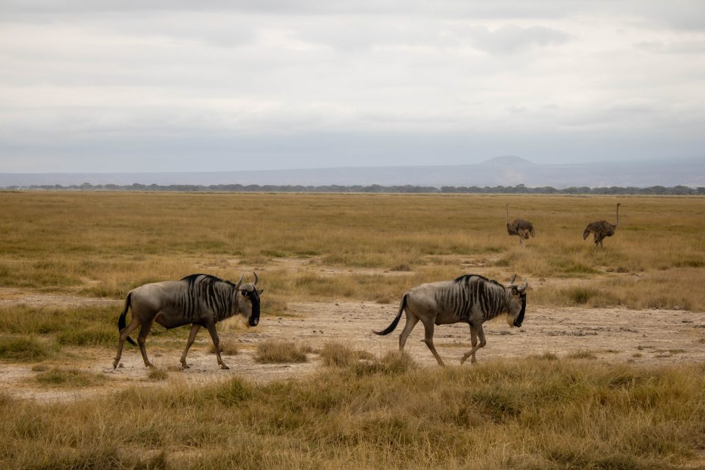 Two wildebeests walking across the grassy plains of Kimana Sanctuary, with ostriches visible in the distance.