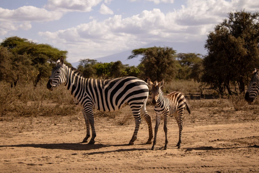 Zebra mother standing alongside her young foal on dusty terrain near acacia trees on the lodge grounds.